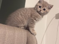 British Shorthair 3 Aylık Erkek