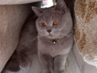 8 Aylık british shorthair dişi tuvalet eğitimi vardır