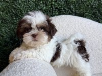 Mükemmel kalite shih tzu uygun isteyene