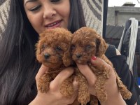 Ufacık Toy Poodle Yavrularım