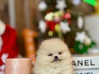 POMERANİAN BOO YAVRULAR