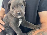 MİNİK CANE CORSO DEVLER YENİ AİLELERİNİ BEKLİYOR