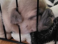 YAVRU FRENCH BULLDOGLAR SIFIR KUYRUK