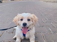Maltese Terrier Yavru 3 Aylık