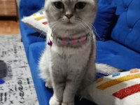 British dişi kedimiz