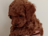 Poodle akademi köpeği