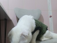 Scottish fold kedisi