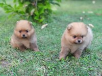 MÜKEMMEL KALİTEDE TEDDY BEAR  POMERANİAN YAVRULAR
