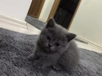 Minnak kedim sahiplendirilecektir