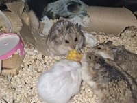 Ankara İçi Ele Alışık Hamster Sahiplendirme