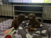 Kendi yavrularım toy poodle