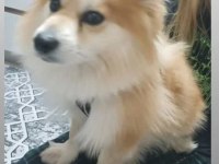 Pomeranian alman spitz karma