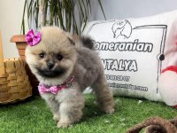 ANTALYA ORJİNAL POMERANİAN YAVRULAR