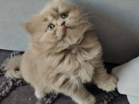 Acil sadece aileye british longhair
