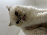 Garfield Exotic Shorthair Ücretsiz Sahiplendirilecektir