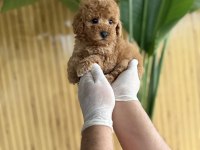 POODLE CİNSİ REFERANS YAVRUMUZ