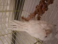 Albino sultan papağanı yavrular
