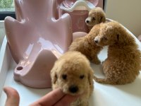 Micro Poodle 