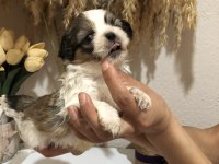 KÜT BURUN KISA BACAK ORJİNAL A++ KALİTE KÖPEKLERİMİZ