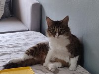 Kediyi Ücretsiz Sahiplendiriyorum