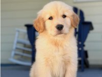 Poncik Golden Retriever Yavrular
