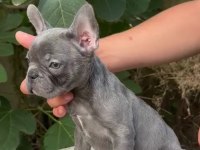 A kalite blue french bulldog yavrularımız