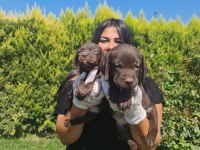 Mükemmel çikolata labrador yavrularım