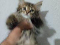 3 aylık diş ve erkek kedilerim var