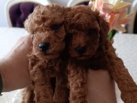Safkan Red Brown Toy Poodle Yavrular Üst Kalite
