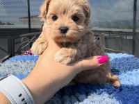 Maltipoo Yavruları