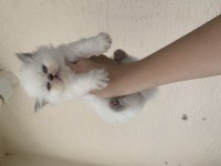 British longhair kedimiz