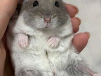 Gonzales Hamster Yavrular Heryere Gönderim Var