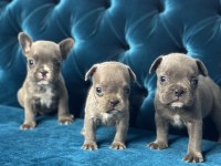 A Kalite French Bulldog Bebeklerimiz
