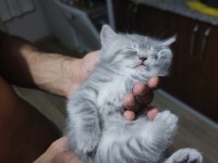 British shorthair kedisi