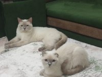 Beyaz Scottish Fold Prens