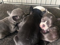 Safkan French Bulldog Bebeklerimiz