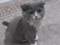 Scottish Fold prensesime yuva aranıyor