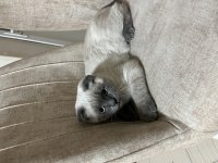 Aşıları tam scottish fold