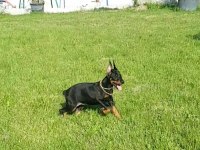 Kızıl ve siyah Doberman yavrular