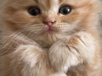 British Longhair Kedisi