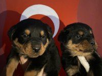 53 günlük koca kafa rottweiler yavrular son 3 dişi