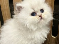Pamuğumsu NS1133 British Longhair 