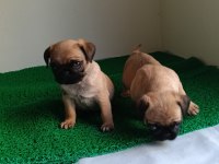 Pink taşıyıcı pug