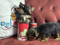 Anti allerjik çok özel tea cup yorkshire terrier ler