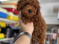 Toy Poodle Kore Kan Yavrularımız Kg Garantili