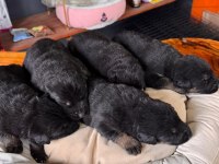 Kaliteli alman kurdu bebeklerimiz için acele edin