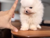 En Saf Haliyle Pomeranian Boo