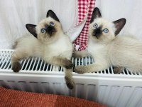 SAF KALİTE MÜKEMMEL BUZ MAVİSİ GÖZ SİYAM YAVRULARI