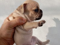 French bulldog yavruları