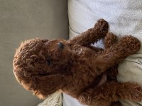 Toy poodle Kore poodle eşleşmesi